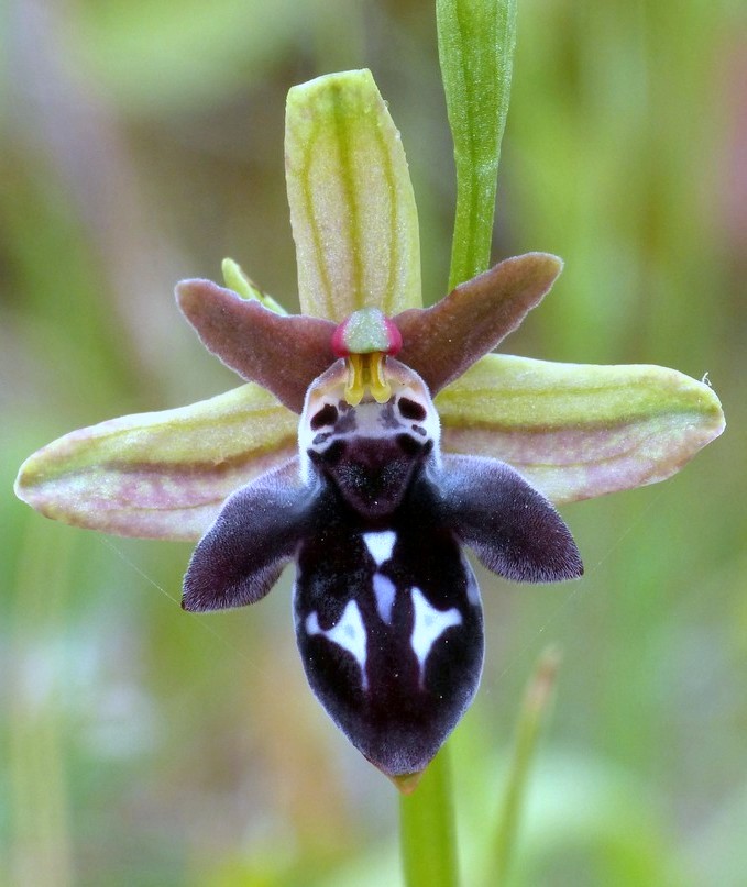 Ophrys cretica, Ophrys episcopalis  Creta aprile 2016